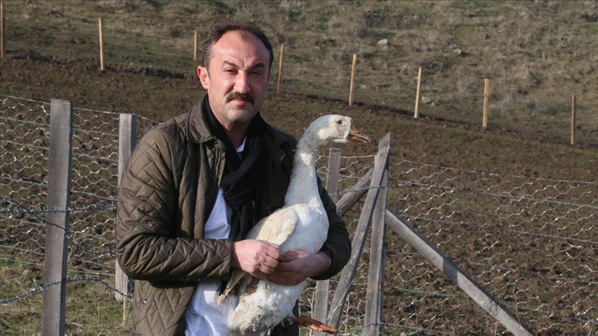 Gurbetten dönüp şehir stresinden uzaklaşmak için kaz çiftliği kurdu