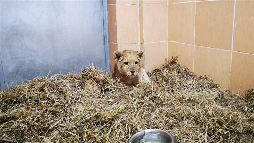 İzmir'de bir çiftlikte aslan yavrusu bulundu