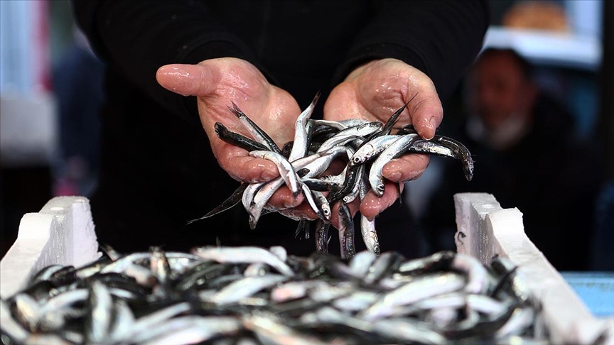 Trabzon'da hamsinin kilogramı 20-25 liradan satılıyor 