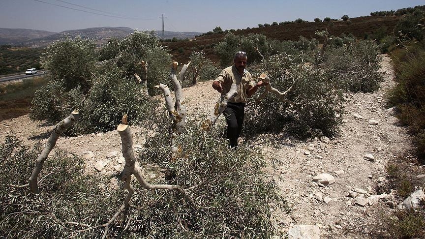 شهرک‌نشینان یهودی صد‌ اصله درخت زیتون را در کرانه باختری قطع کردند