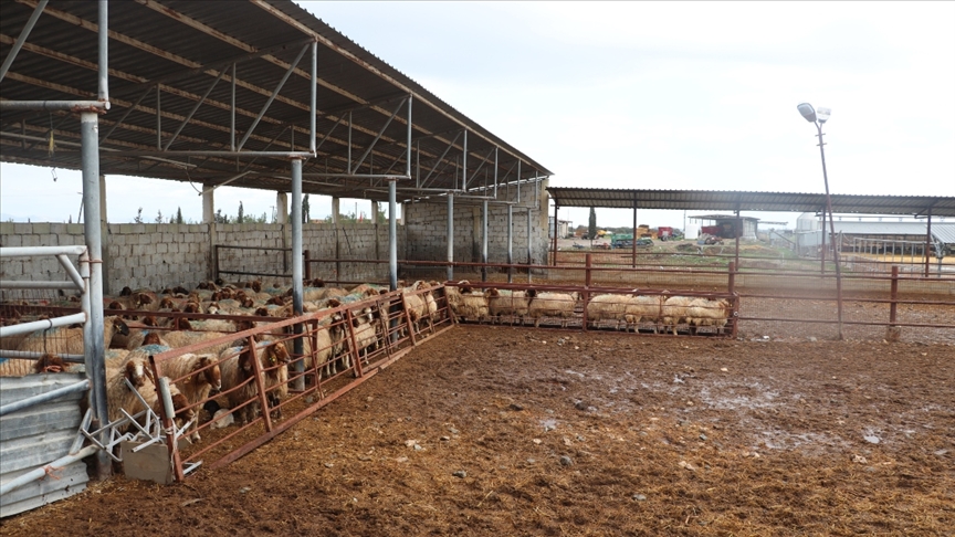 Υποστήριξη από την TİKA για την εκτροφή μικρών βοοειδών στην ΤΔΒΚ