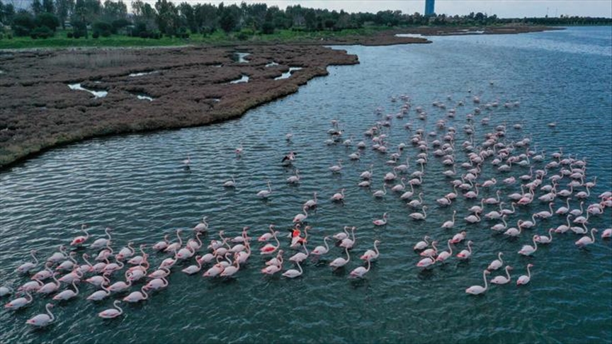 Bird count begins in Turkey's biodiversity-rich delta