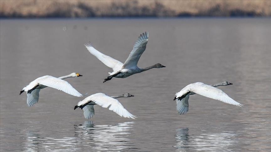 Turkey’s Lake Van basin hosts Siberian whooper swans