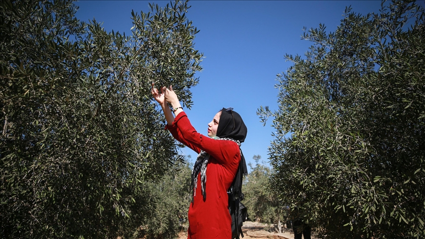 Pemukim Israel hancurkan 100 pohon zaitun Palestina di Tepi Barat