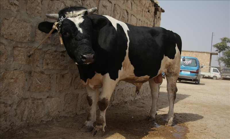 Kenaikan harga daging dipicu mahalnya sapi bakalan di Australia