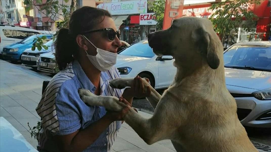 Turkish woman cares for over 180 street animals
