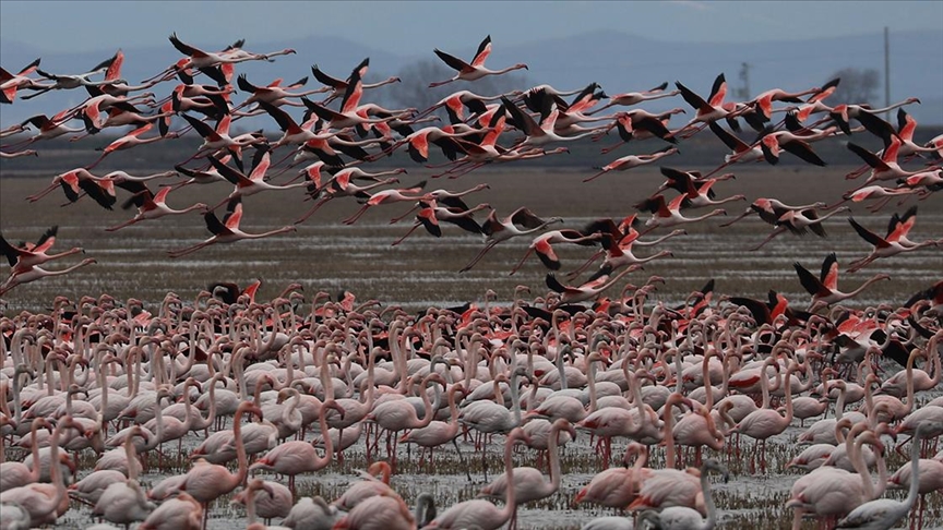 Gala Gölü'nün 'pembe tüylü misafirleri' izleyenleri hayran bırakıyor