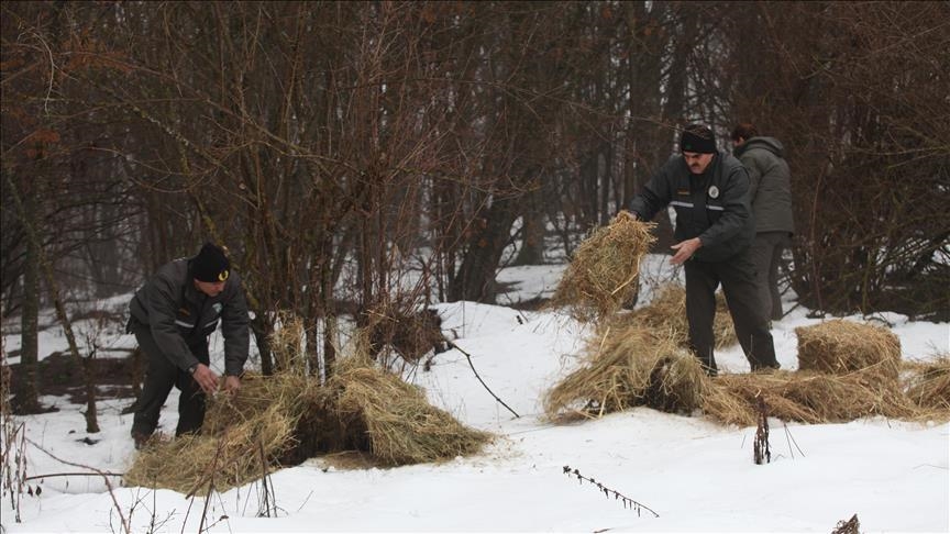 В Турции на фоне морозов подкармливают диких лошадей