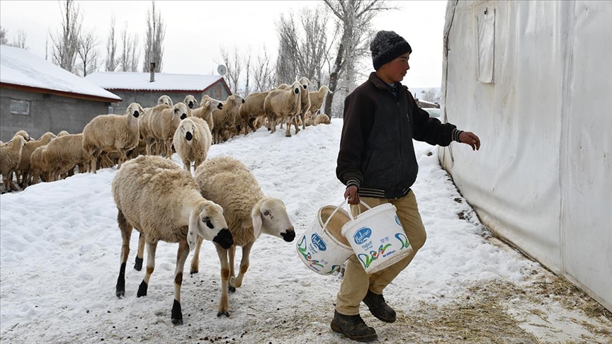 Hayvancılık tutkusu 50 yıl sonra köye dönüş yaptırdı