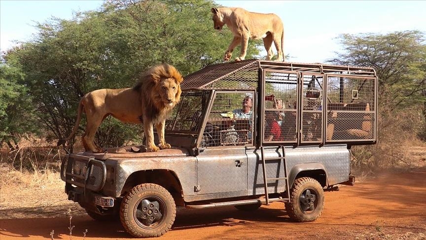 Заповедник в Сенегале предлагает желающим забраться в клетку, чтобы «пообщаться» со львами