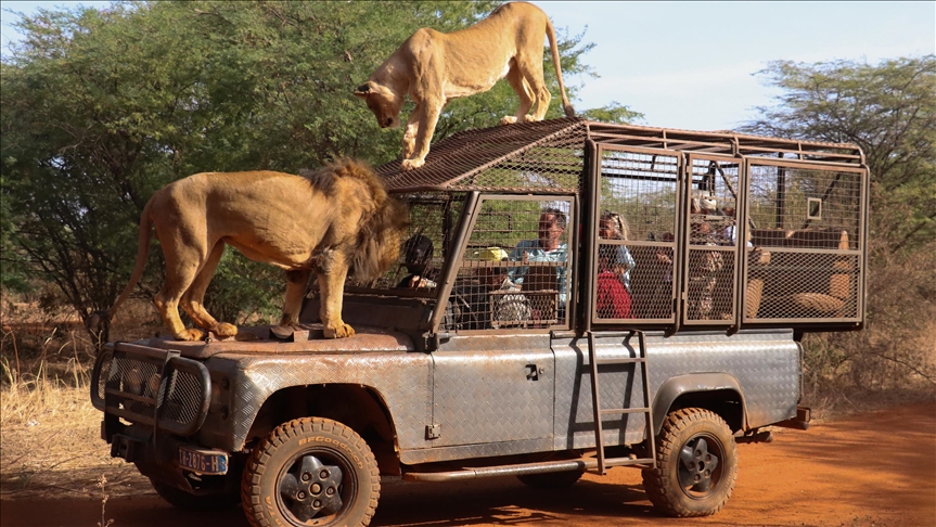 السنغال.. زوار حديقة حيوانات يستمتعون برؤية الأسود عن قرب