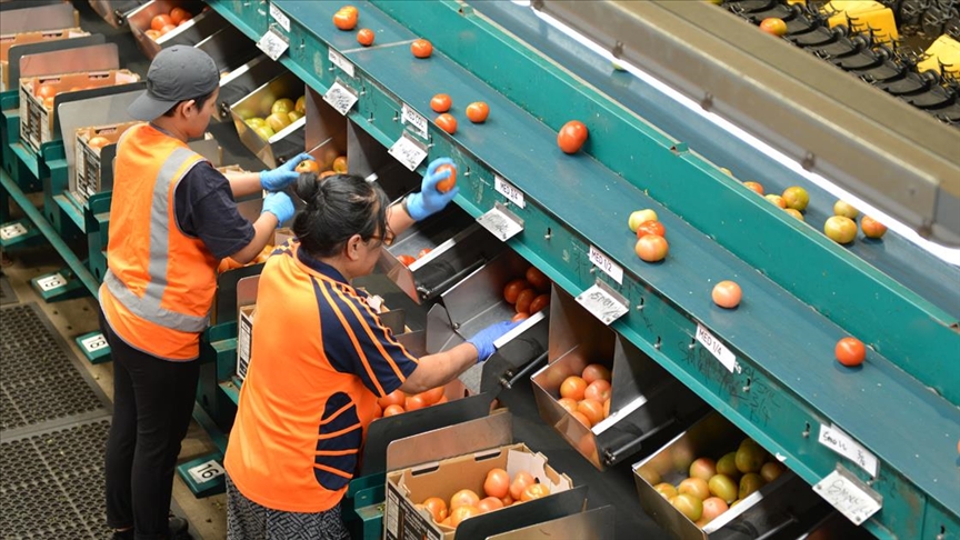 Avustralya'daki mevsimlik işçiler geçimini domates tarlalarından sağlıyor