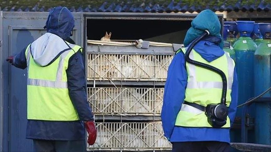 فرنسا.. إعدام مليوني بطة بسبب انفلونزا الطيور