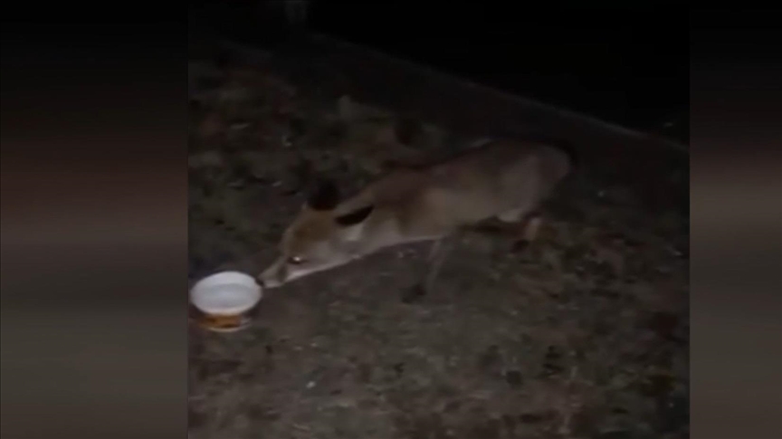 Turkish police feed foxes wandering in city center 