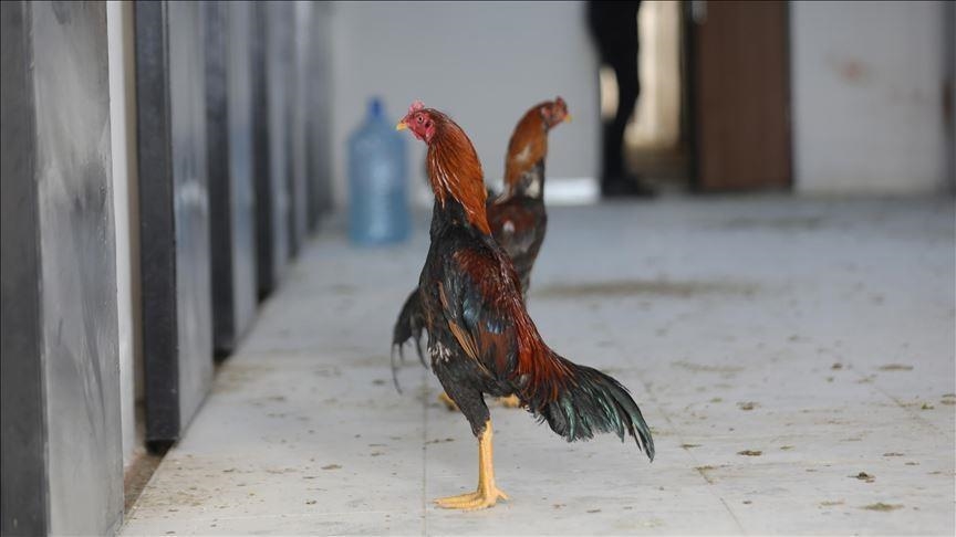 Turska: Muškarac novčano kažnjen zbog organizovanja borbe petlova