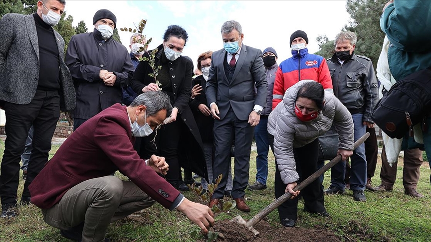 Çeşme'de üreticilere kuraklığa dayanıklı keçiboynuzu fidanı dağıtıldı