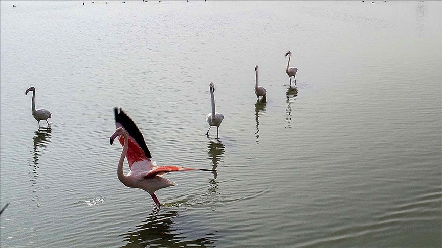Gocmen Kuslarin Ugrak Duragi Cukurova Deltasi Misafirleriyle Civil Civil Oldu