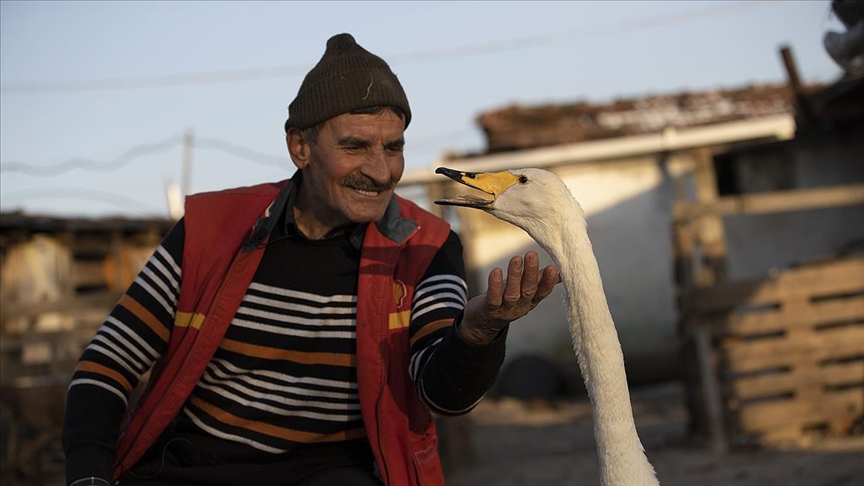 Mektup götürdüğü köyde bulduğu kuğu ile postacının 'garip' dostluğu 37 yıldır sürüyor