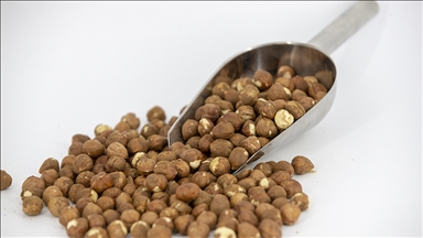 Fiskobirlik 2020 Urunu Findik Alimina Basladi