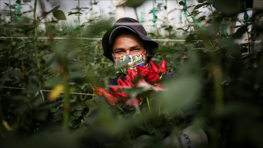 Floricultores colombianos esperan exportar 700 millones de tallos en el primer San Valentín en medio de la pandemia