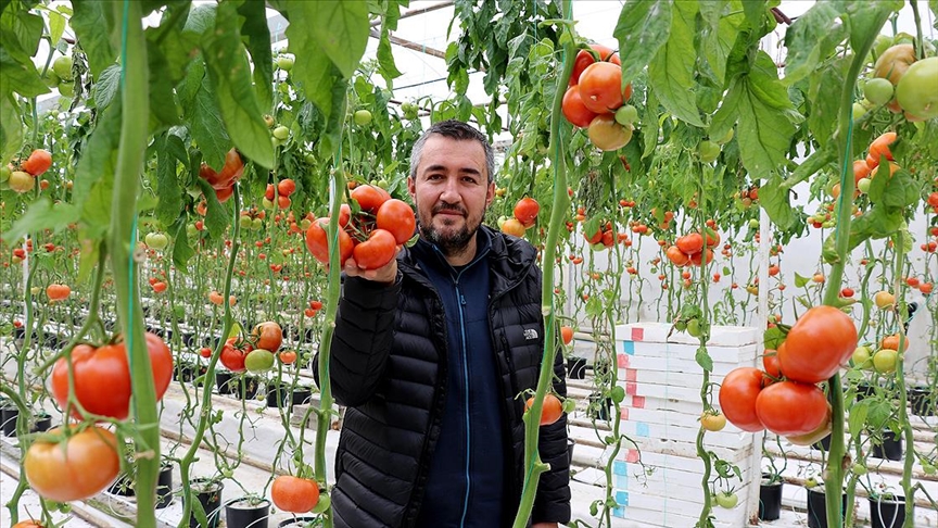 Jeotermal seralarda ürün yetiştiren çiftçiler Simav Eynal domatesiyle Avrupa pazarını hedefliyor