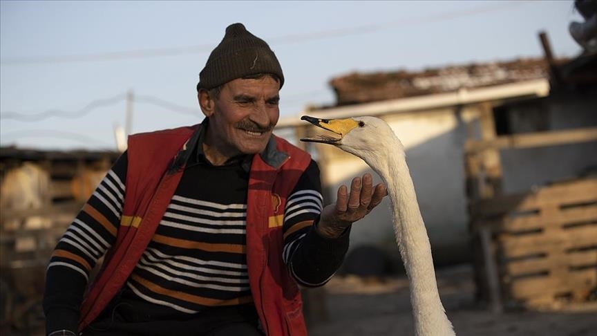 Turkish man, swan holding on to decades-old friendship