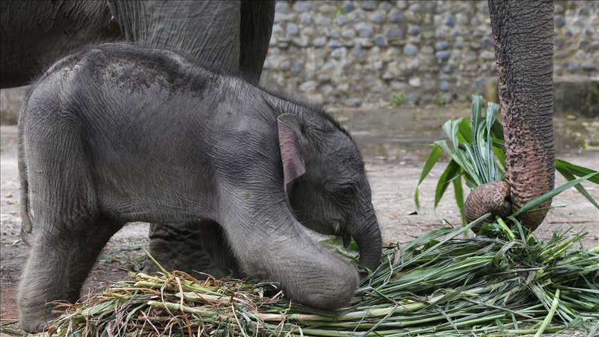 Sumatran elephant gives birth amid fatal virus threat