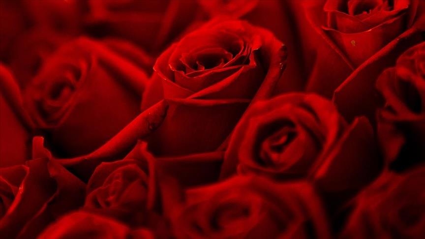 Turkey exports 70M flowers ahead of Valentine's Day