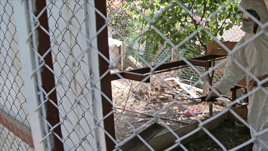 Algeria declares state of emergency over bird flu