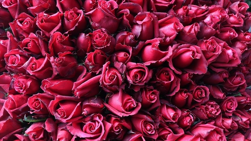 Turquie : Le "giroflier" est l’une des fleurs coupées les plus produites en 2020