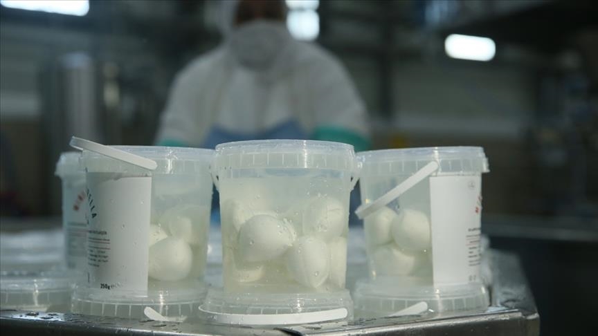 Turquie : Record des 10 dernières années battu dans la production de beurre et de fromage de vache
