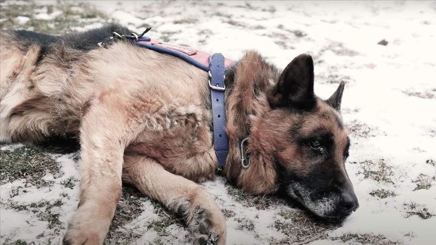 Jandarmadan en yaşlı görev köpeği 'Takla' için özel video