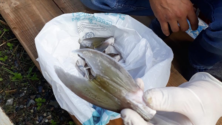 Mersin'de 15 balıkçı 4 bin 66 balon balığı avladı