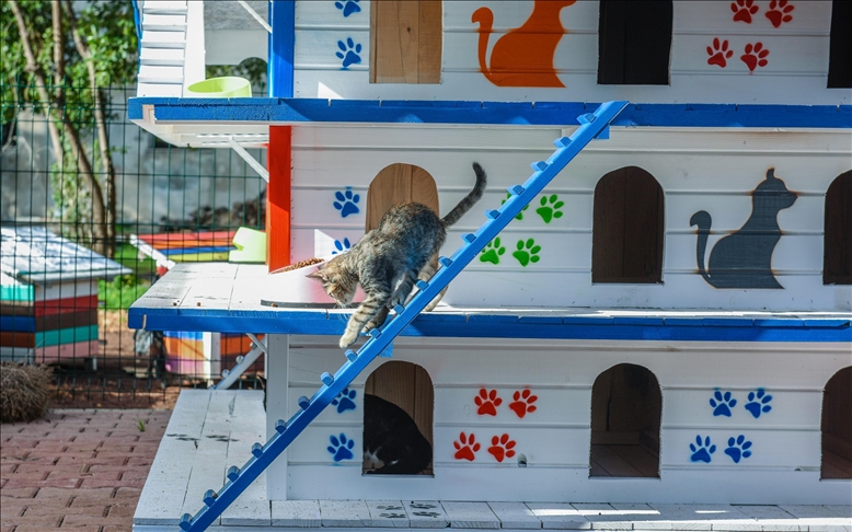 Turqi, në Antalya ndërtohet një trekatëshe me 64 dhoma për mace