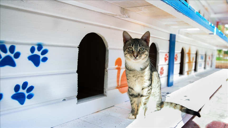 Turska: U Antaliji izgrađena trospratnica sa 64 sobe za smještaj mačaka