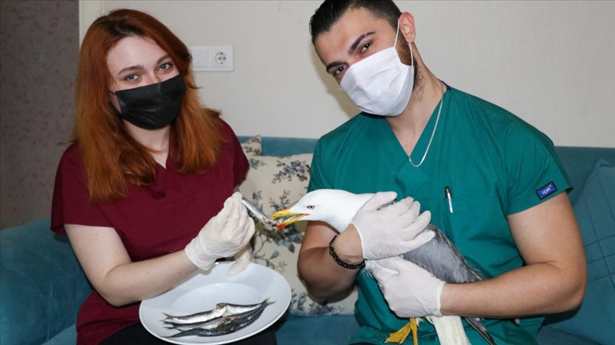 İzmir'de biri veteriner diğeri veteriner adayı abi kardeş, yaralı martıya evlerini açtı
