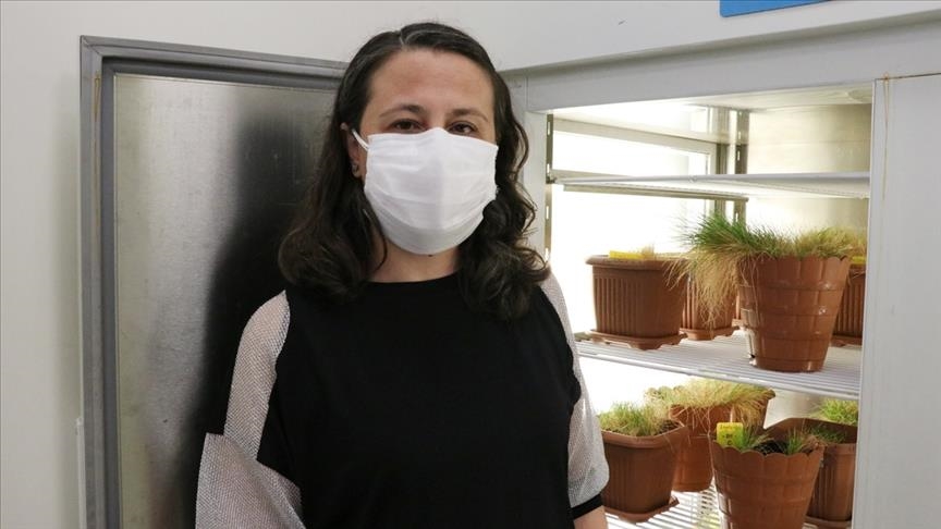 Turkish scientists evolving new cold-resistant wheat