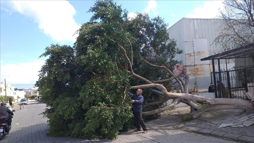 Bodrum'da kuvvetli fırtına nedeniyle bazı ağaçlar devrildi