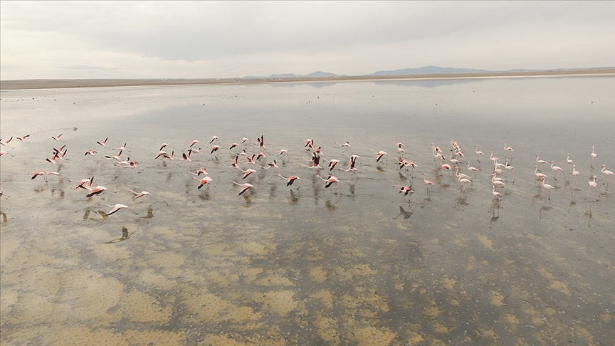 Flamingoların Düden Gölü'ne erken gelmesi doğaseverleri endişelendirdi