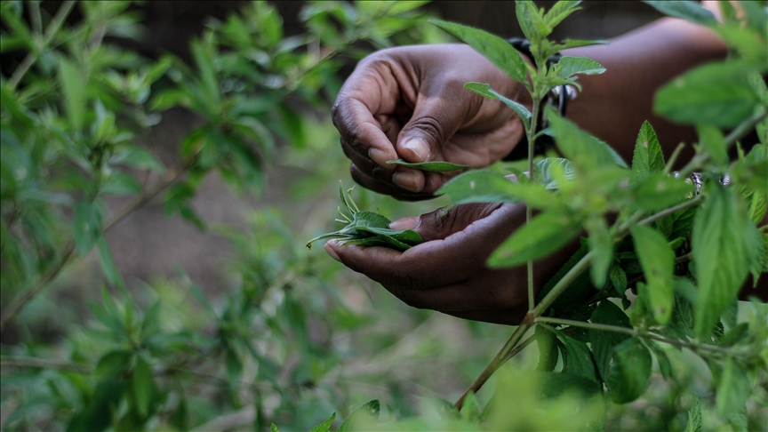 Zimbabweans pin hopes on woody shrub to beat COVID-19