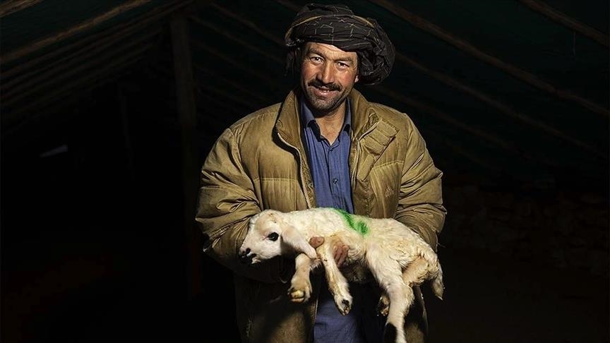 Li Tunceliyê koçer ji bo berxên xwe nobedê digirin