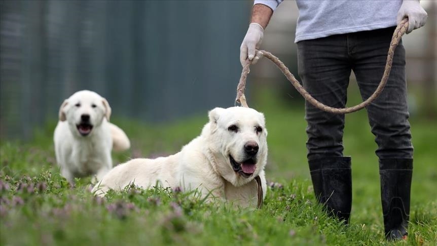 Turquie: les chiens de berger turcs continuent de susciter une forte demande