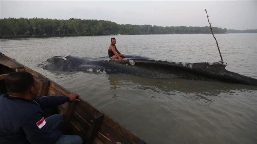 Puluhan paus mati setelah terdampar di pantai Madura, Jawa Timur