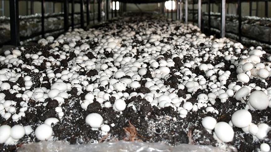 Mushroom farming a new way of life in Zimbabwe