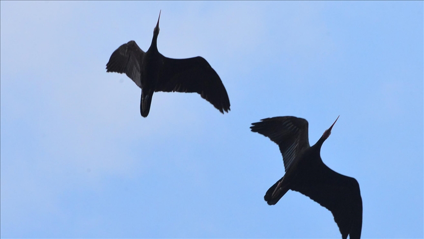 Habitats for Northern Bald Ibis expands in Turkey