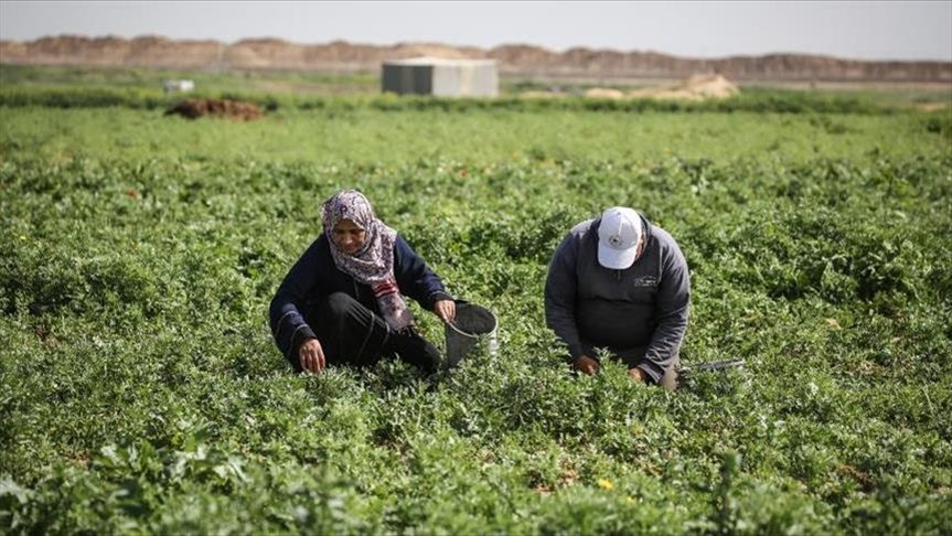 1.5 مليون دولار خسائر إغراق إسرائيل لأراضٍ زراعية بغزة