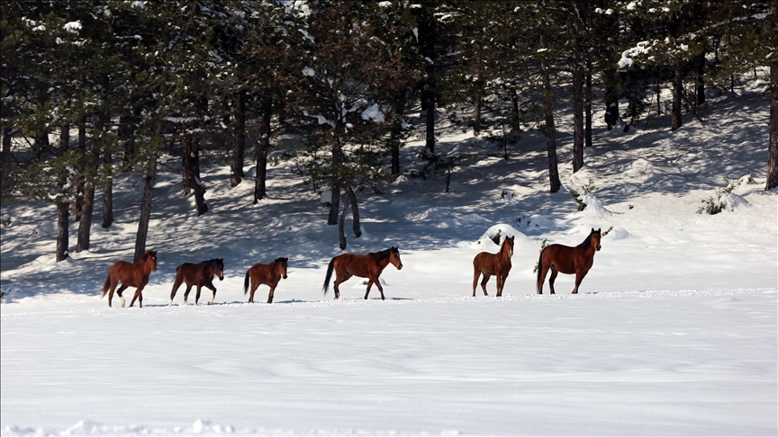 В Турции на фоне морозов подкармливают диких лошадей