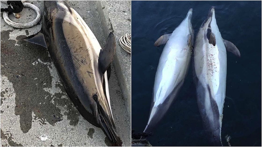 İstanbul Boğazı'nda 3 yunusun ölü bulunmasının nedeni balık ağları