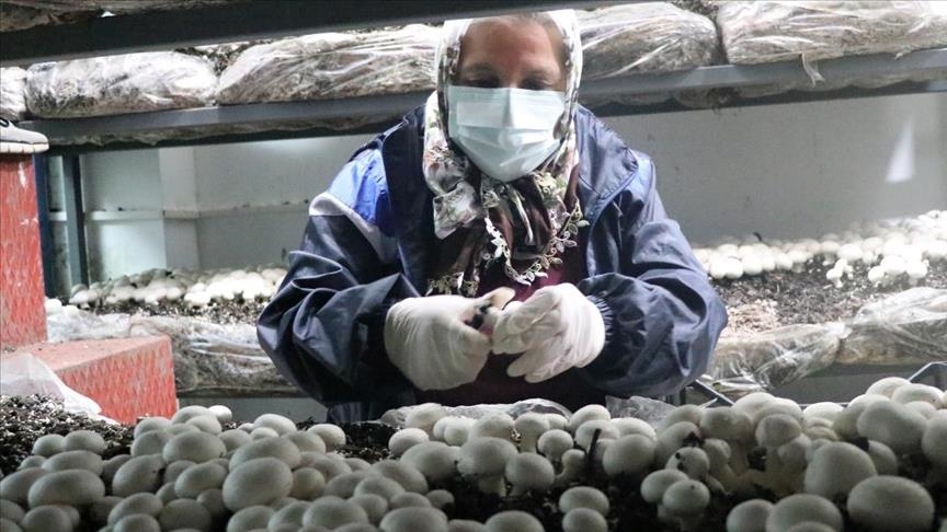 Women in western Turkey grow mushrooms in unused school