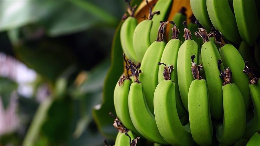 Turkey's banana production up 32.8% in 2020